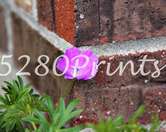 brick-flower-purple-vibrant-color-home-decor-stem-green-5280-prints-digital-download-photography-photo-wall