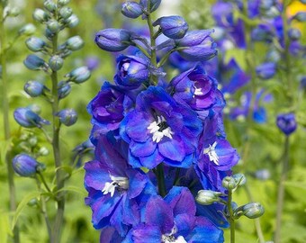 Delphinium Guardian Blue | Live Plant | Quart Pot | Cottage Garden | Cutting Garden | Delphinium | Blue Flower | Gardening