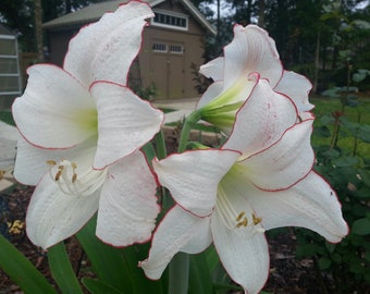 AMARYLLIS Picotee 10 Seeds