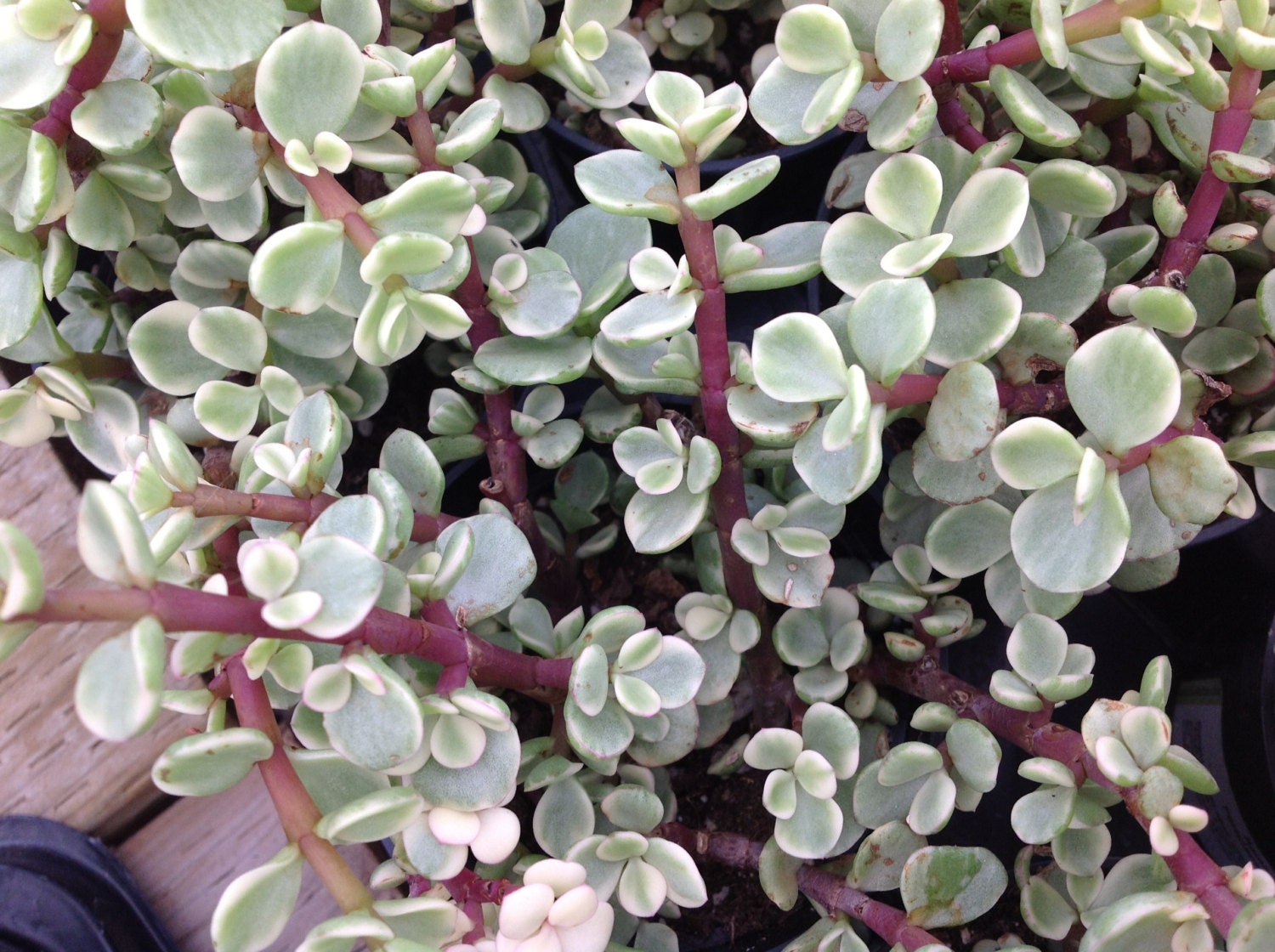 Succulent plant Rainbow Elephant Bush Beautiful shrubby