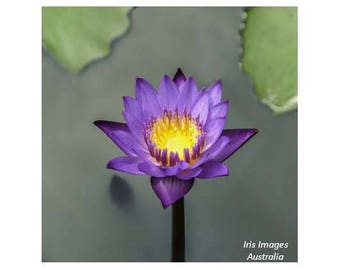 Purple Waterlily CARD