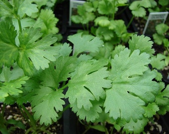 Cilantro Coriandrum sativum 300 seeds 3 grams