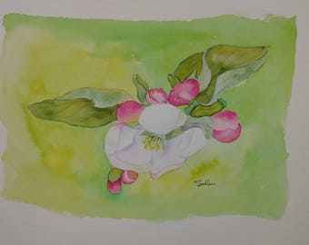 Original watercolor painting apple blossom
