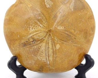 20% OFF Madagascar Sand Dollar Urchin Echinoid Fossil with stand 1976P