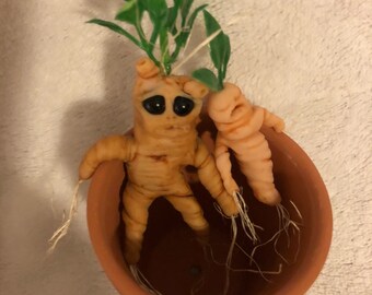 Mandrake root, magical root
