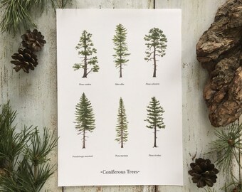 Coniferous Trees - Print A4