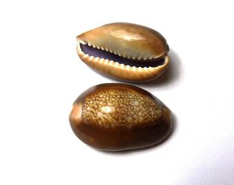 2 coffee bean 03.5 shells