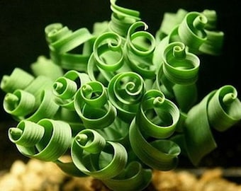 2015 Free shipping 100PCS Spring grass seeds Succulents plant Grass seeds DIY bonsai Potted Garden Home Exotic Plant Interesting