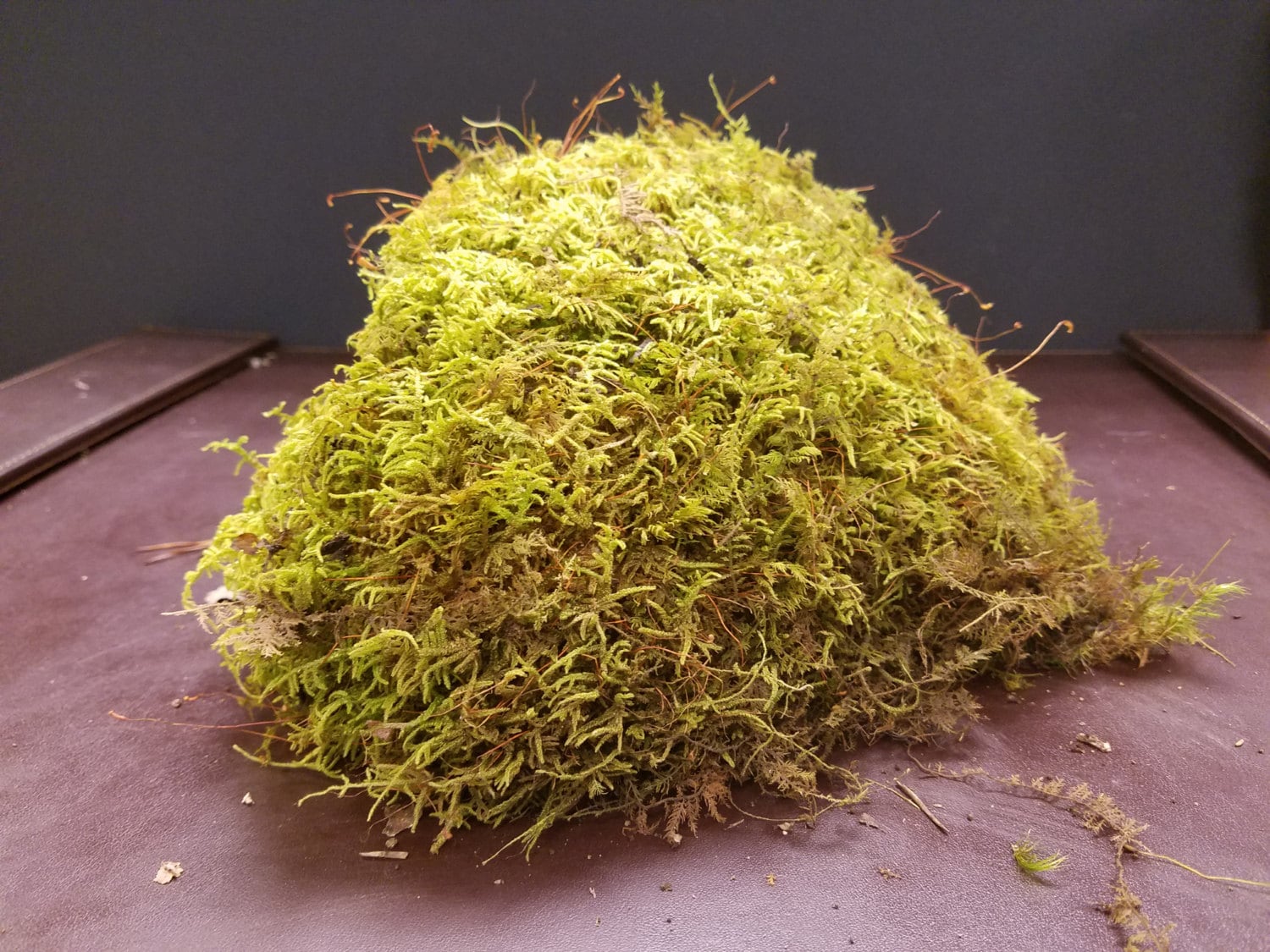 Live Fern Moss Sheet Moss Multiple Sizes Terrarium