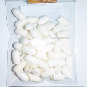 Silk Cocoons Bombyx cut for Crafting Handmade Accessories, Natural Organic, mulberry silk, fiber from Thailand