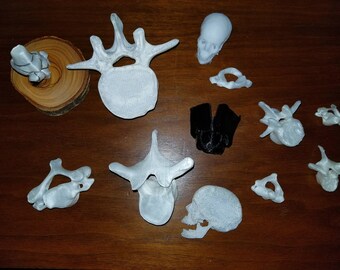 Custom Anatomy Model - Don't See it in the Shop? I'll make it for you!