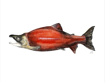 Sockeye salmon Giclée 8x10