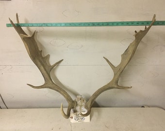 Taxidermy Set of 21 Point FALLOW DEER ANTLERS Log Cabin Hunting Lodge Decor # 42-40
