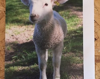 Cute Lamb Greetings Card, Blank Photo Card & envelope, Birthday Card, Cute Animal card, Cute Card, thank you card, Easter Card, notelets