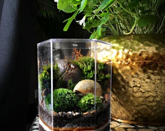 Desktop Landscape Terrarium in Geometric Hexagon Jar