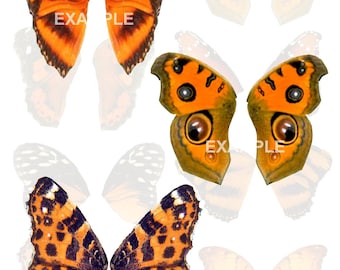 Orange Butterfly Wings Digital Collage Sheet