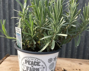 Lavender Munstead
