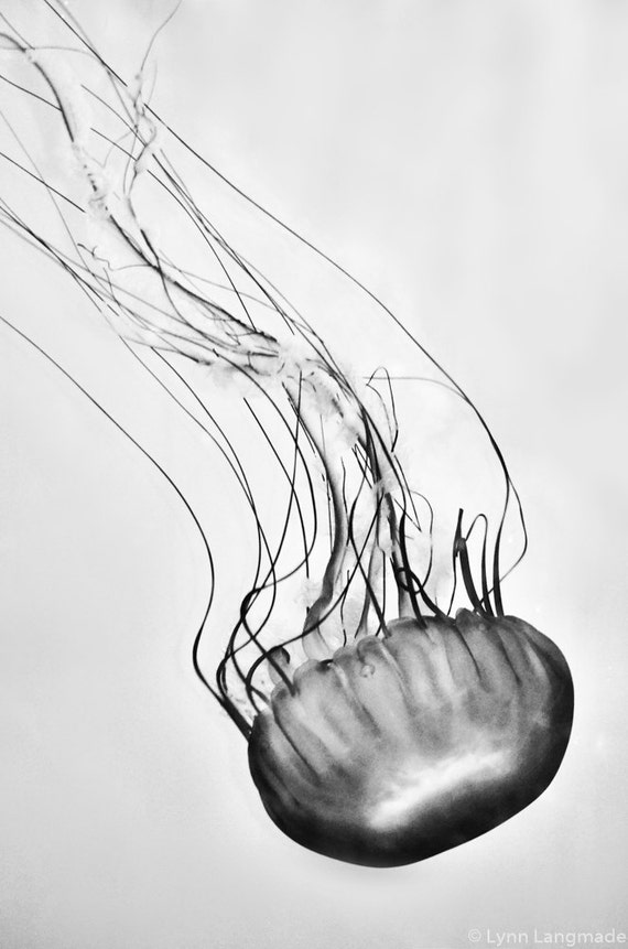 Black and white jellyfish photography sea nettle jellyfish Black and white jellyfish photography sea nettle jellyfish