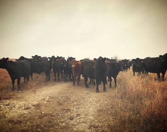 Cows who love getting their picture taken.