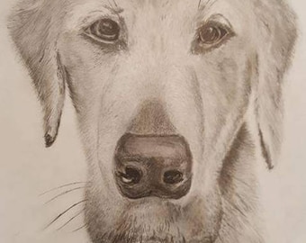 Pet Portrait - Custom Graphite Pencil Drawing of Your Digital Picture. See Desription For More Details.