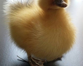 Taxidermy Duckling, Taxidermy, Unique, Oddity, Oddities, Gothic, Dead, Unusual Gift, Stuffed Animal, Curiosity, Yellow Duck, Home Decor.
