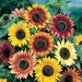 100 Sunflower Autumn Beauty Mix * 100 Seeds ... seeds galore