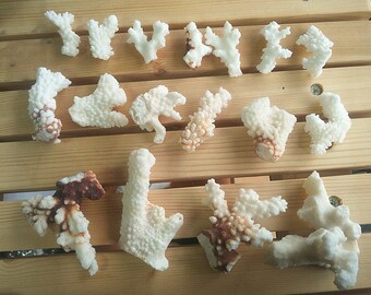 Little coral reef - Real Sea Coral Fan White Coral - Marimo Terrarium Accessories/Aquarium Decoration
