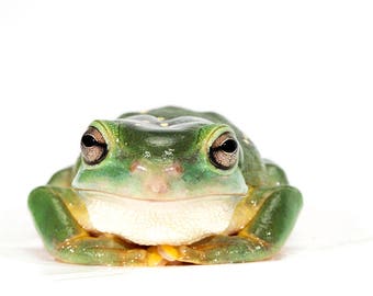 Green Tree Frog Wall Art / Print yourself
