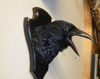 Taxidermy crow -Best seller -Made to order-best seller