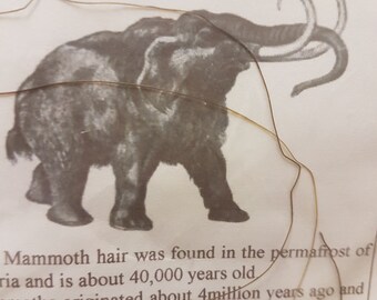 Authentic Wooly Mammoth Hair. Fossil Collectors, Wooley Mammoth Hair.