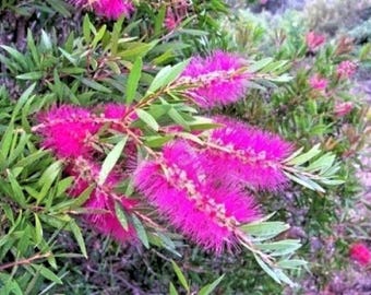 Callistemon violaceus Violet Bottlebrush 20 seeds