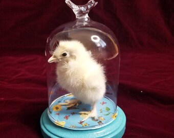 Little yellow baby chick taxidermy