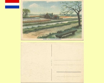 1950s Netherlands - Greetings From the Flower Fields (Bloembollenvelden) of Netherlands Postcard - Near Mint