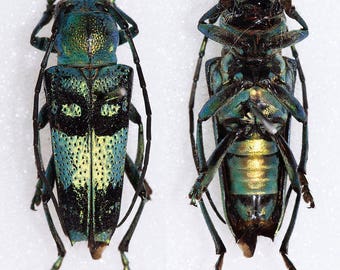 Pretty Longhorned Beetle, Glenea celestis