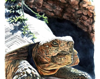 Tortoise painting | Etsy