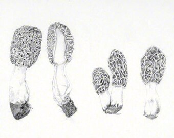 Morel mushroom, graphite drawing, botanical study, digital download for personal use or work correspondence