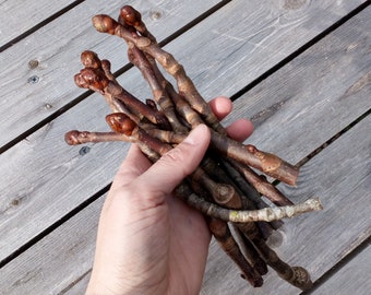 Chestnut Twigs with Buds, Natural Woodland Crafts, Simple Rustic Decorations, Wooden, Floral Twigs Branch Supplies