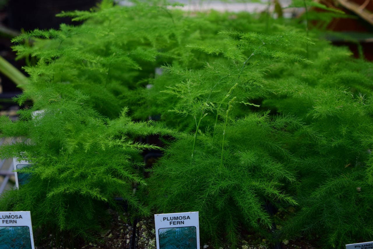 Plumosa Fern Asparagus plumosus Easy to Grow