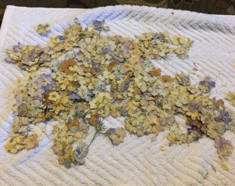 Lot of Pressed Dried Flowers Purple/cream/tan