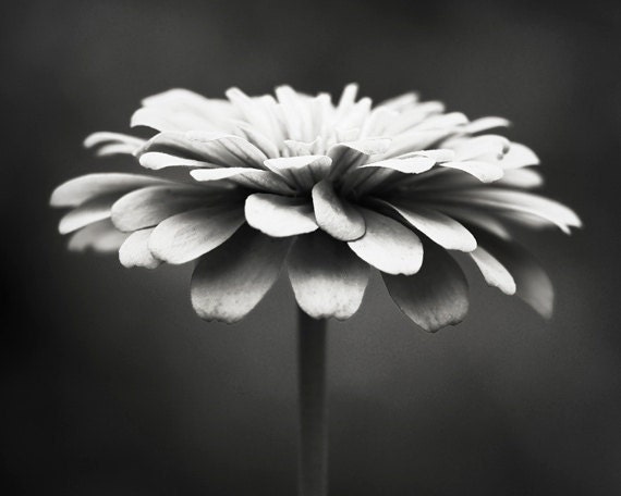 Black and white photography floral photography flower Black and white photography floral photography flower