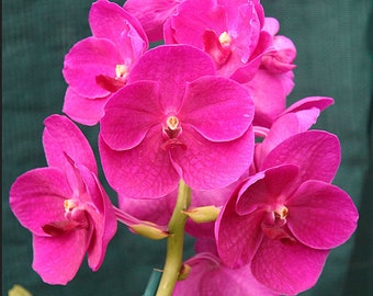 Orchid - Vanda Bangsai Queen Manuvadee Udom Purple Black ….. Stock #303