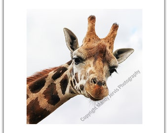Greeting Card Birthday Notelet Thank You Blank - Giraffe Tall Animal Face Portrait