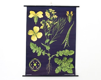 Vintage Pull Down Chart Jung Koch Quentell Biology Rapeseed
