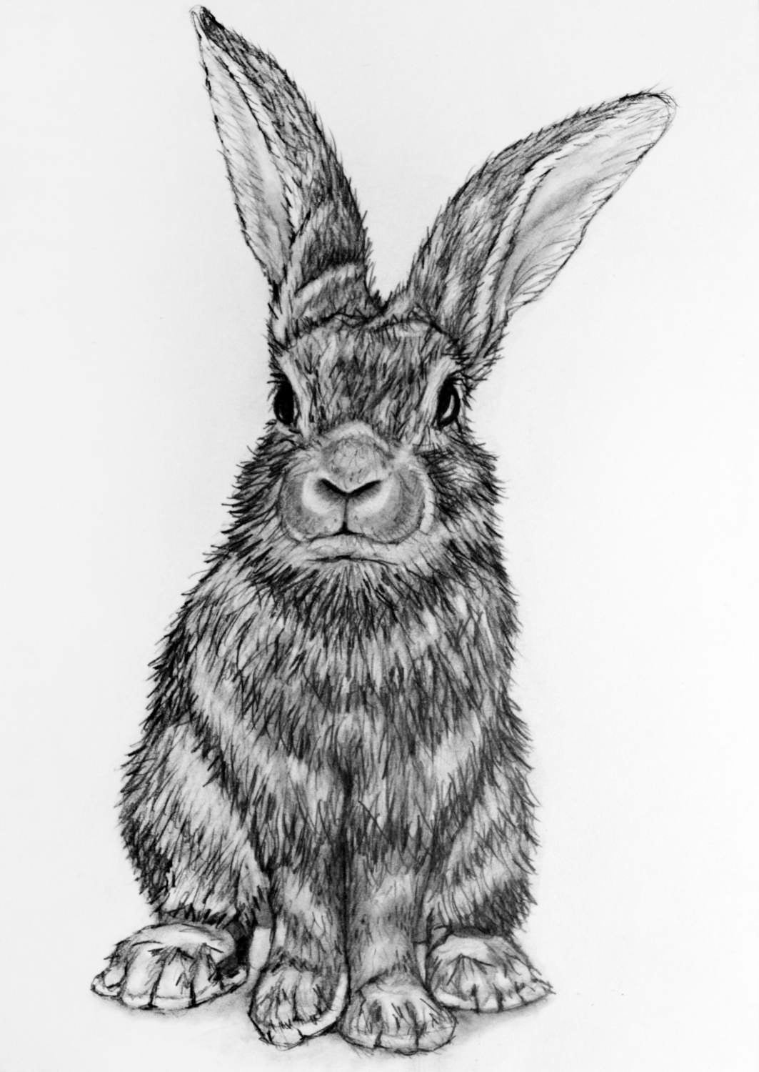 Bunny Rabbit pencil drawing 66 Rabbit