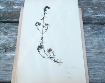 Antique 1908s French herbarium Odontite Ruhre