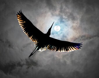 Night bird
