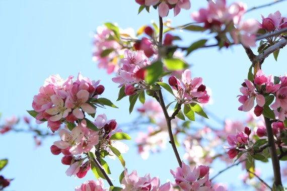Cherry Blossoms--matted and framed photo