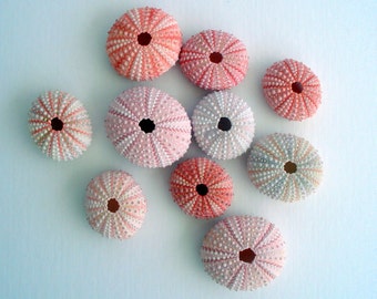 Pink Sea Urchin Bulk Packs Wholesale