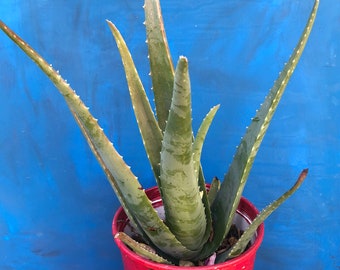 Aloe Vera Plant,Large Aloe Vera Plant,Medicinal Aloe Vera Plant,Living Succulent,Healthy Succulent,Garden Gift Pot,Organic Aloe Vere Plant,