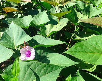 Purple molokai sweet potato